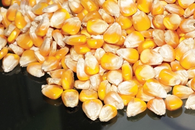 Corn seeds