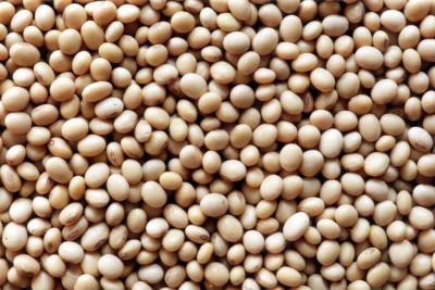 Soy bean