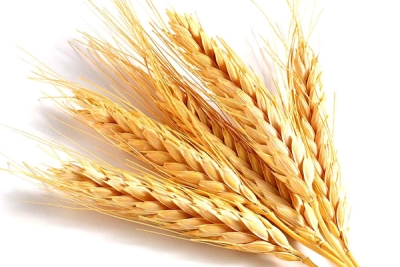 Wheat for cattle